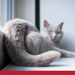 Overview of stud tails in cats