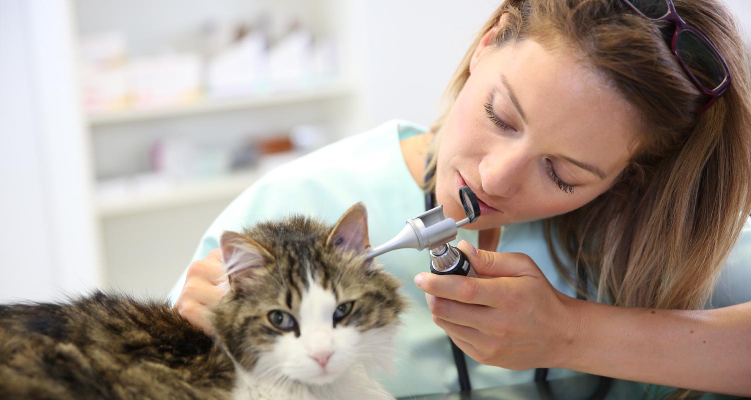 Ear Infections In Cats Signs, Causes, Diagnosis, Treatment