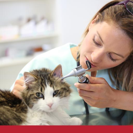 Read more about the article Ear Infections In Cats: Signs, Causes, Diagnosis, Treatment & Prevention
