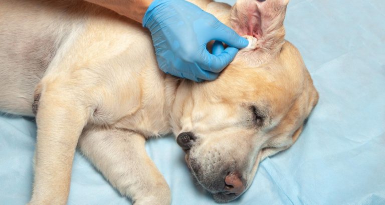 Ear Infections In Dogs: Treatment & Prevention - PetlifeSA