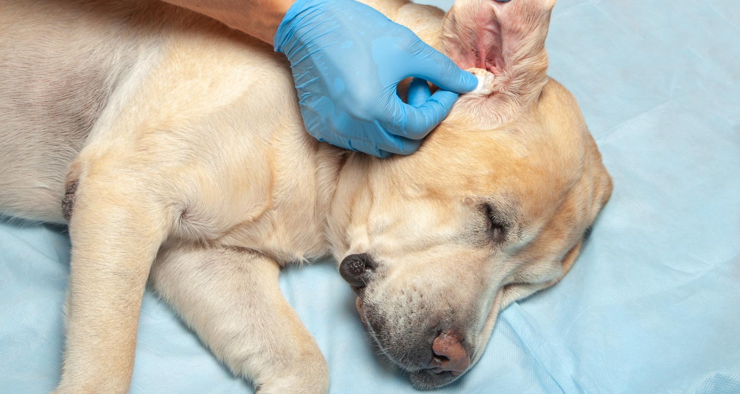 Dog ear outlet infection prevention