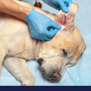 Ear infections in dogs