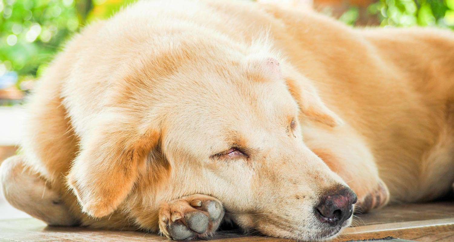 Overview of cancer causes and signs in dogs