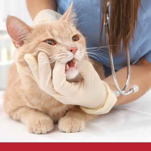 Read more about the article What You Need To Know About Your Cat’s Oral Health