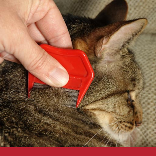 Read more about the article Preventing Cat Parasites