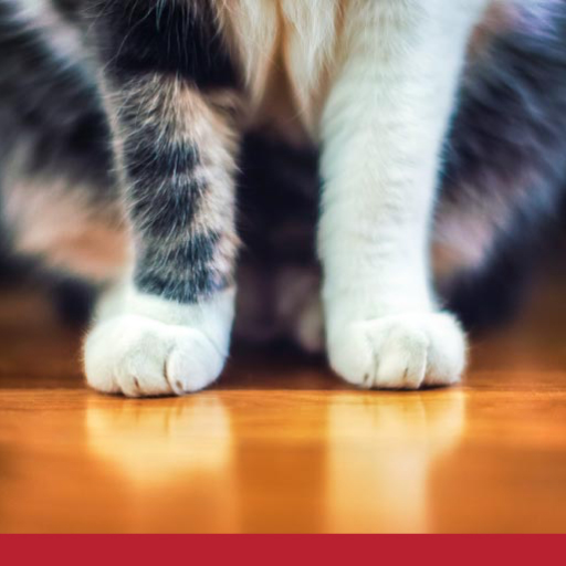 Read more about the article Cat Parasites: External & Internal
