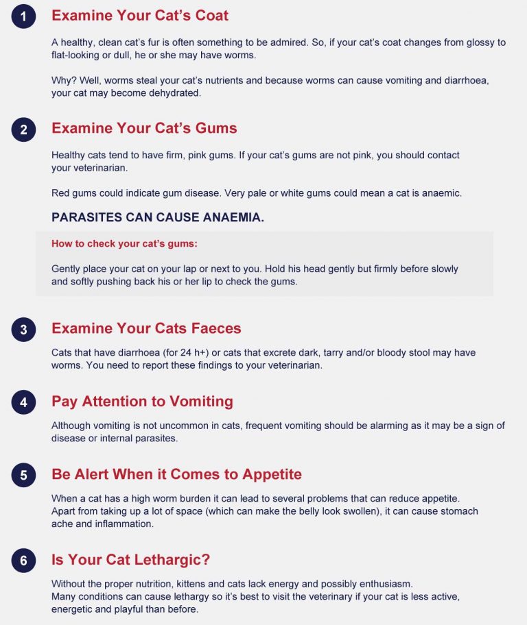 How Can I Check If My Cat Has Worms? PetlifeSA