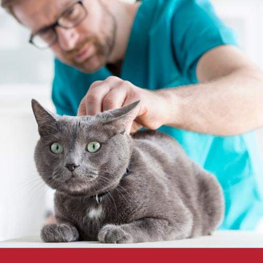 Read more about the article How Can I Check If My Cat Has Worms?
