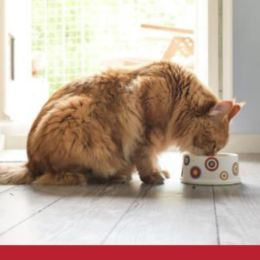 Read more about the article Worms In Cats: Everything You Need to Know