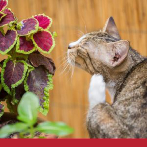 Read more about the article Most Common Parasites In Cats