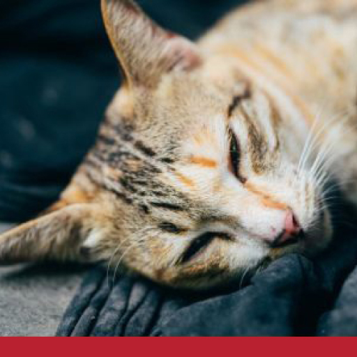 Read more about the article How Tapeworms Affect Pets & Their Owners