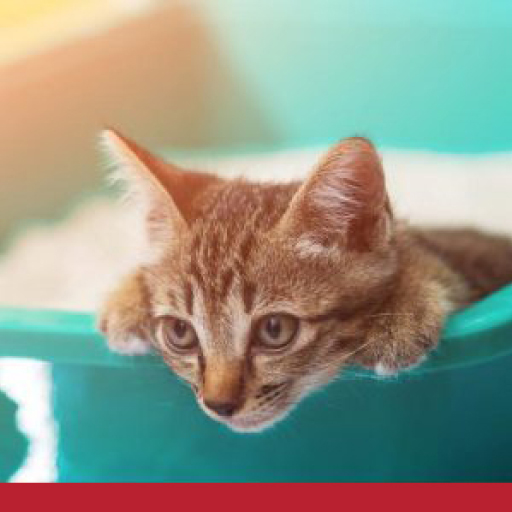 Read more about the article The Scary Thing About Sandboxes