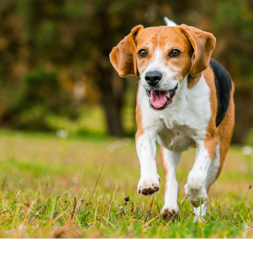 Conditions & Diseases In Pets - Health & Wellness | PetlifeSA™