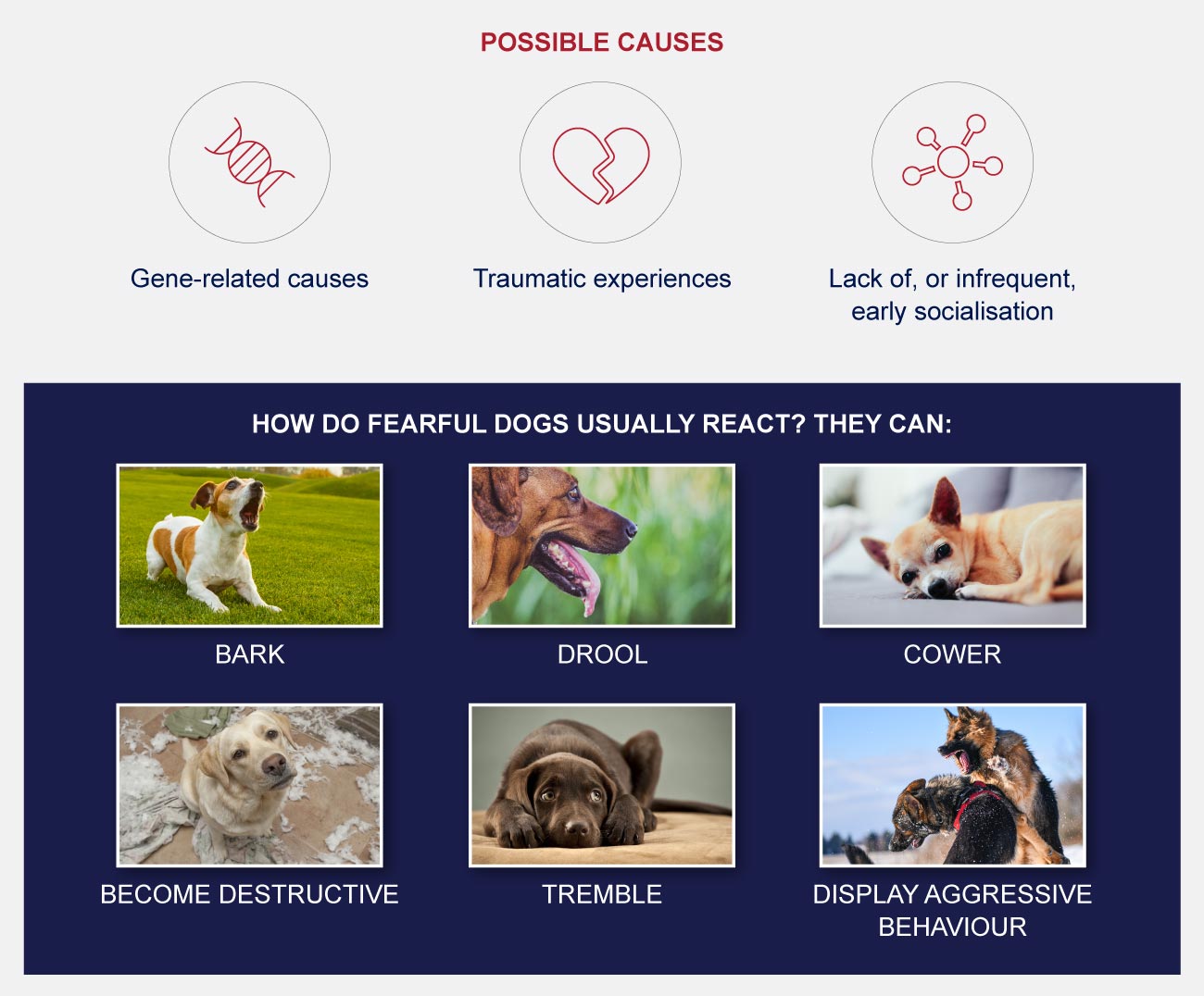 The Most Common Dog Phobias and Fears - PetlifeSA