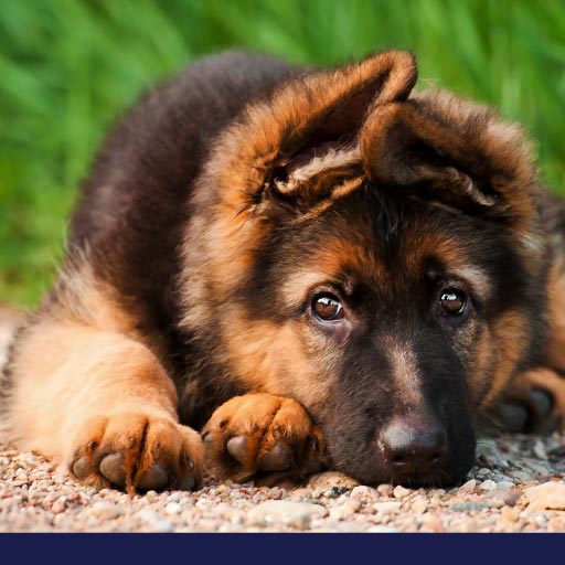 Read more about the article Epilepsy In Dogs