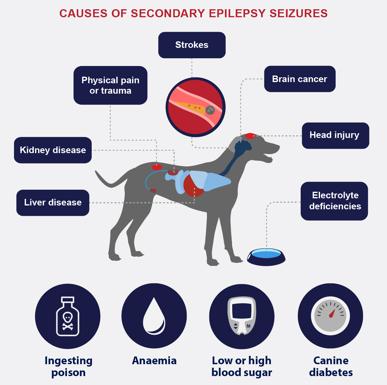 Epilepsy Seizures In Dogs Petlifesa