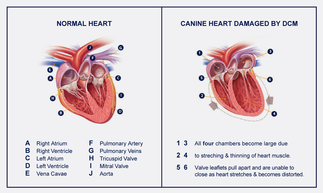 Cardiomyopathy in dogs sale