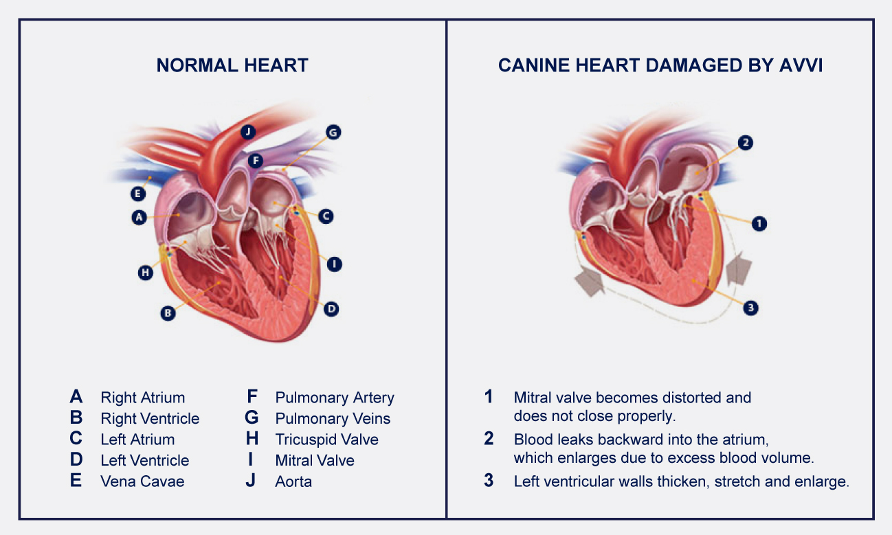 Congestive Heart Failure CHF As A Result Of Atrioventricular Valvular Insufficiency AVVI PetlifeSA