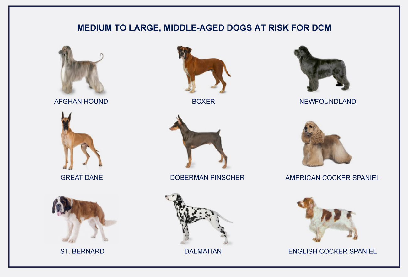 Dcm on sale dog breeds