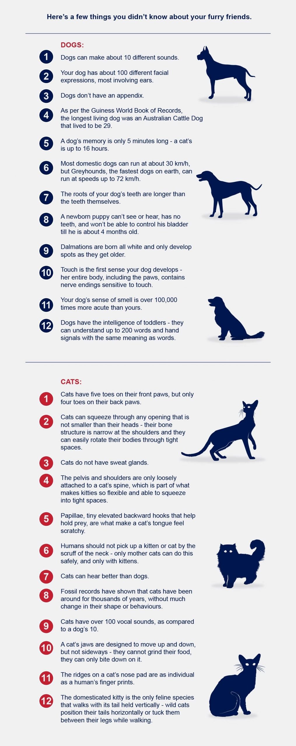 5 Astonishing Similarities Between Cats and Dogs