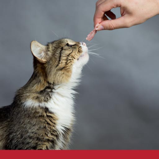 Read more about the article Can Cats Eat That?