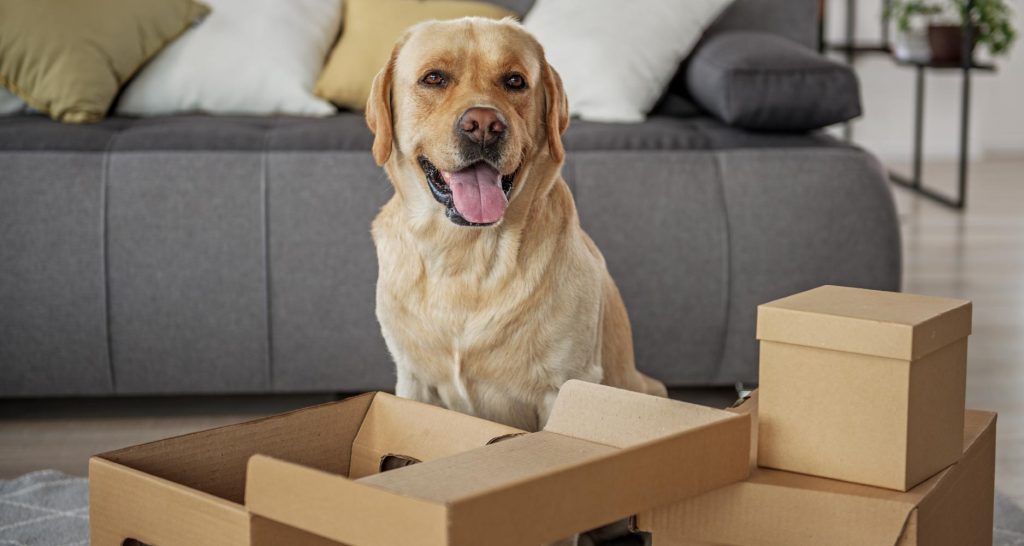 Checklist Moving House With A Dog PetlifeSA