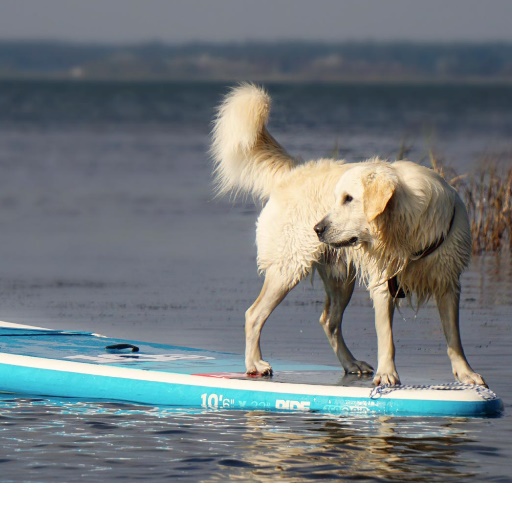 Read more about the article How To Prepare Your Pet For The Holidays