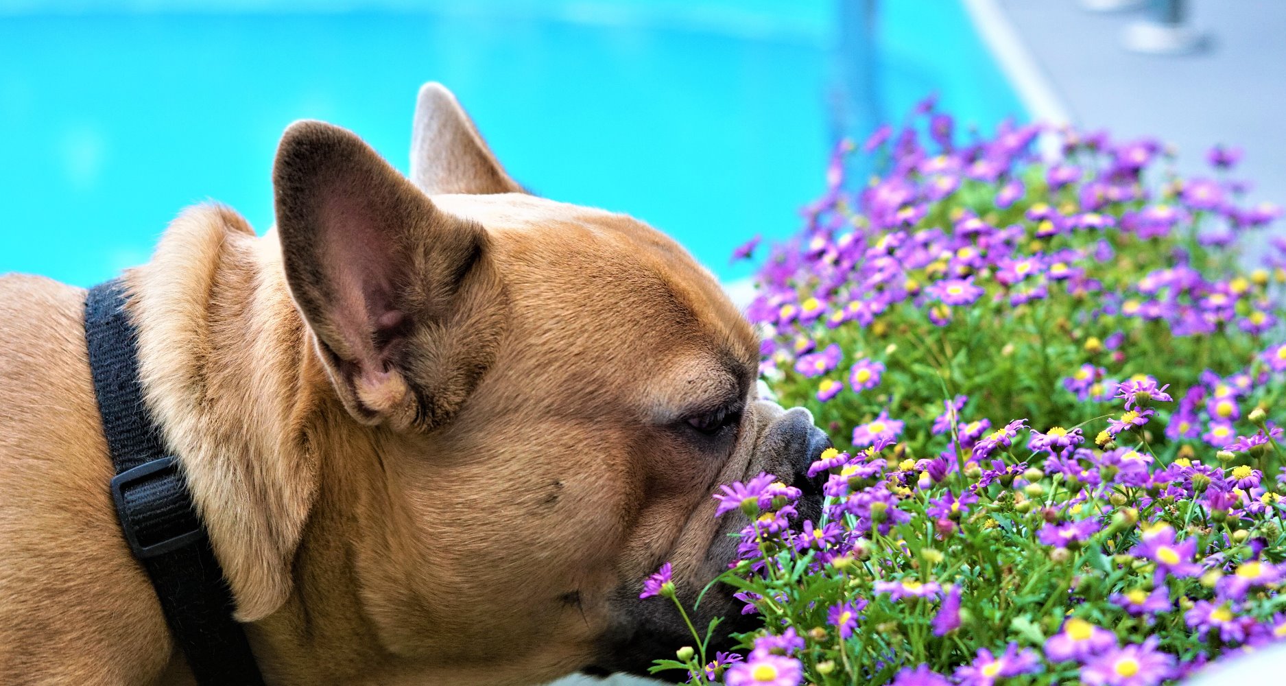 Let's Take A Look At Pollen Allergy in Pets PetlifeSA