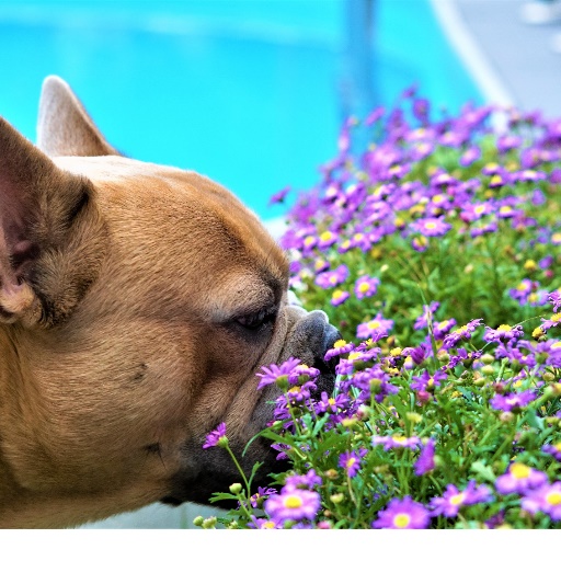 Read more about the article Let’s Take A Look At Pollen Allergy in Pets