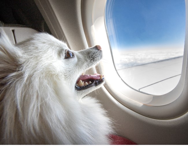 Read more about the article Relocating With Pets
