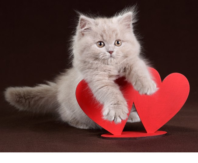 Read more about the article 6 Ways To Treat Your Pet On Valentine’s Day