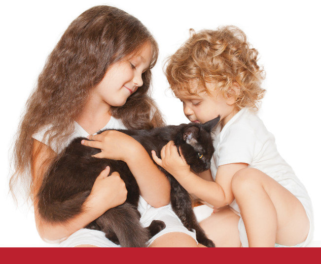 Read more about the article How To Respect Your Cat