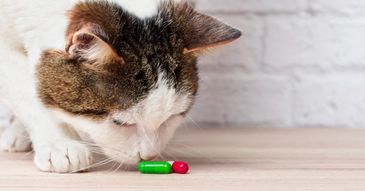 Poison Dangers For Cats PetlifeSA
