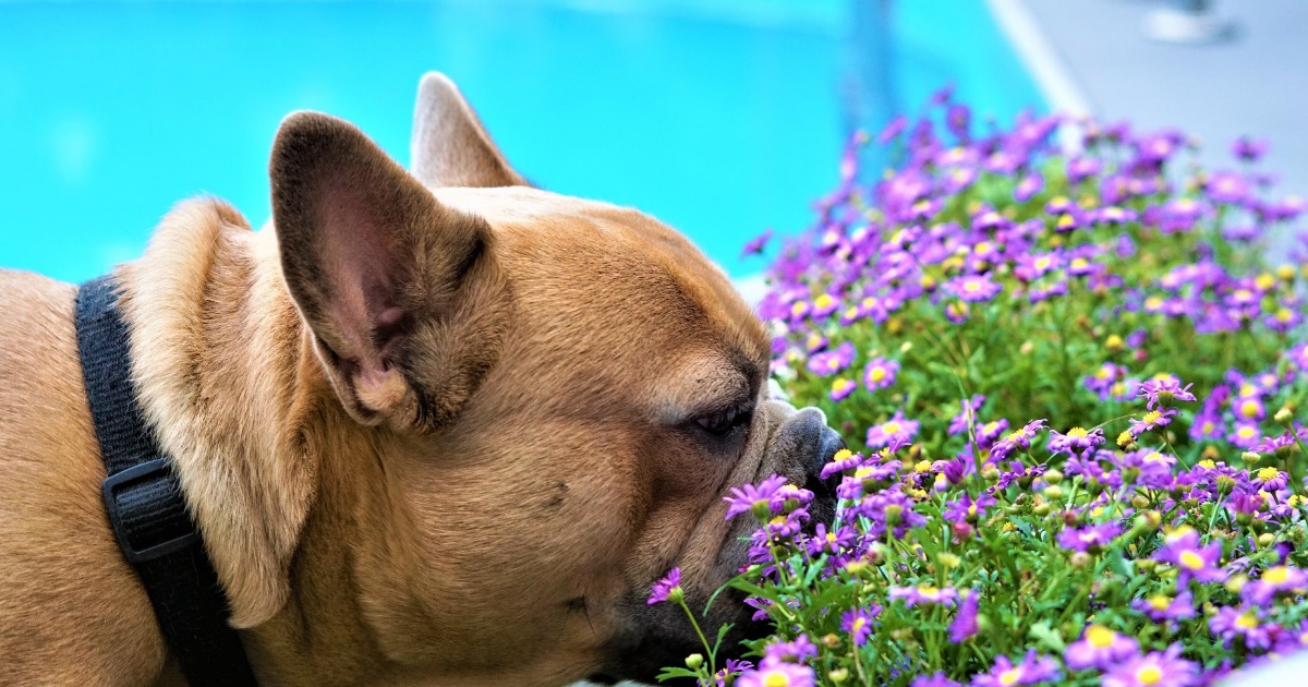 Let's Take A Look At Pollen Allergy in Pets PetlifeSA