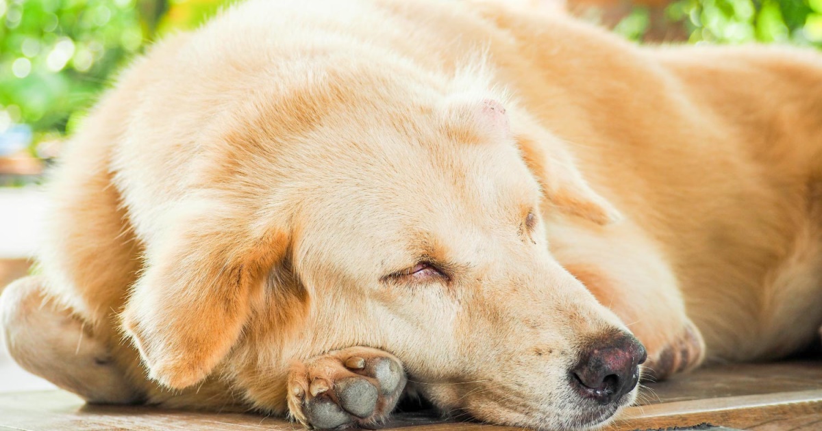 An Overview Of Cancer Causes And Signs In Dogs - PetlifeSA