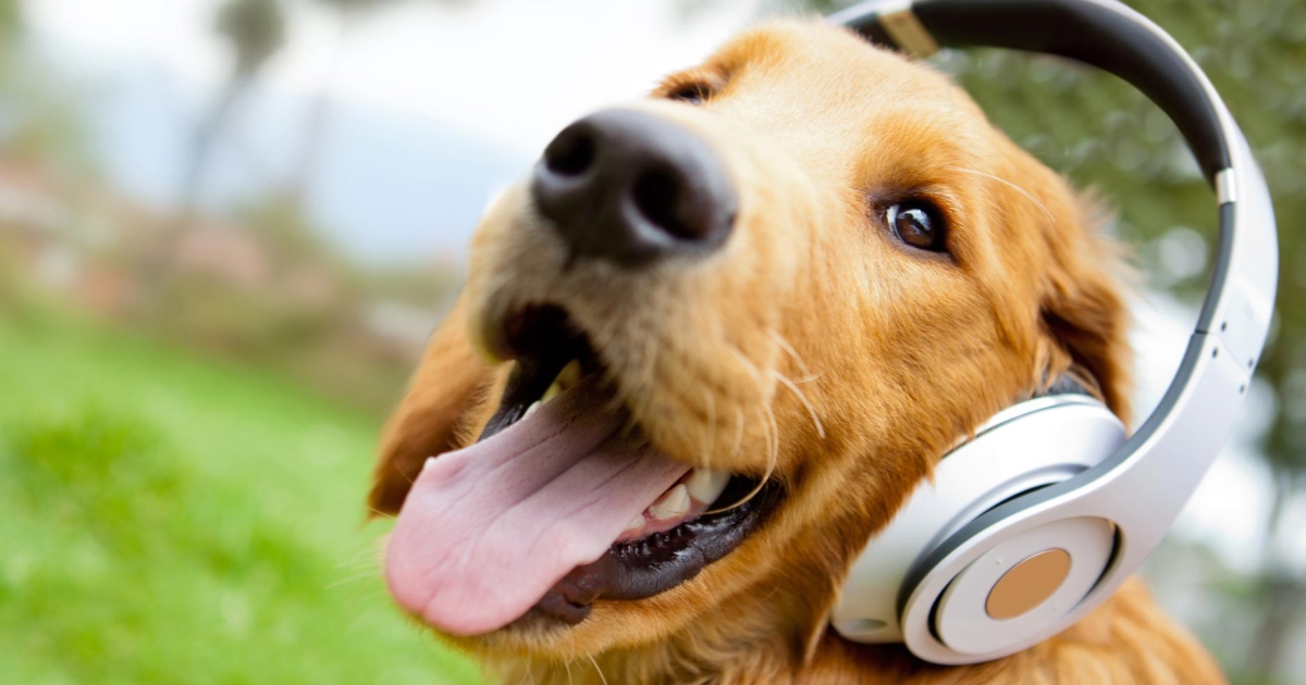 How Dogs Tune Out Noise PetlifeSA