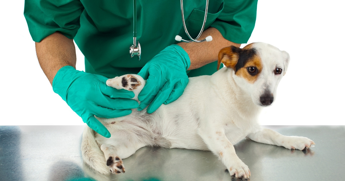 what is dog biliary