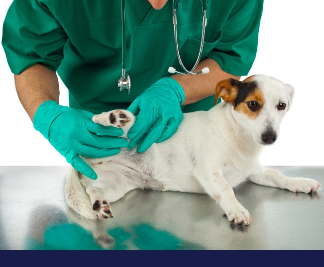 Read more about the article Biliary (Babesia) And Ehrlichia In Dogs