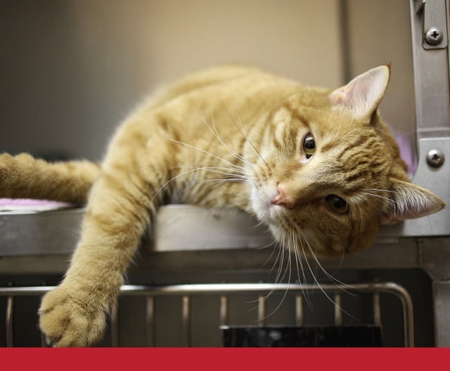Read more about the article Feline Babesia (Biliary) and Feline Infectious Anaemia (FIA)