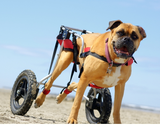 Read more about the article Caring For Disabled Cats & Dogs