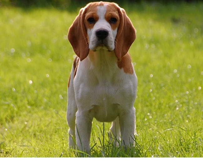 Read more about the article Reasons To Chip Your Pet