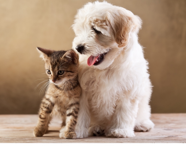 Read more about the article Pet Immunisation