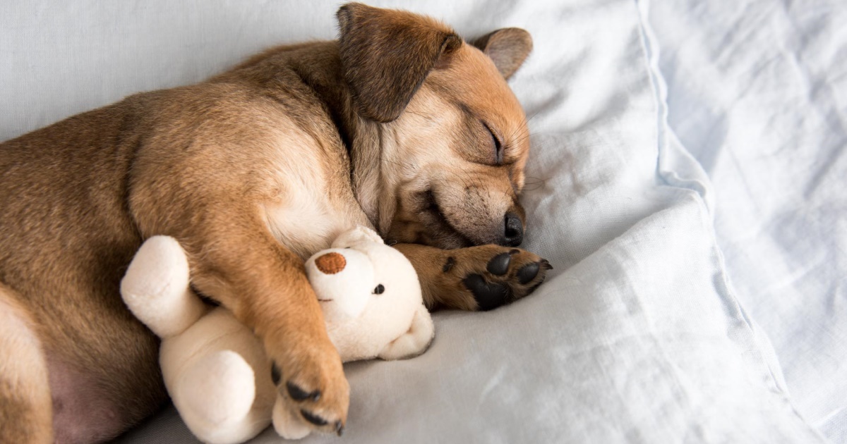 Where Should Your Dog Sleep? PetlifeSA
