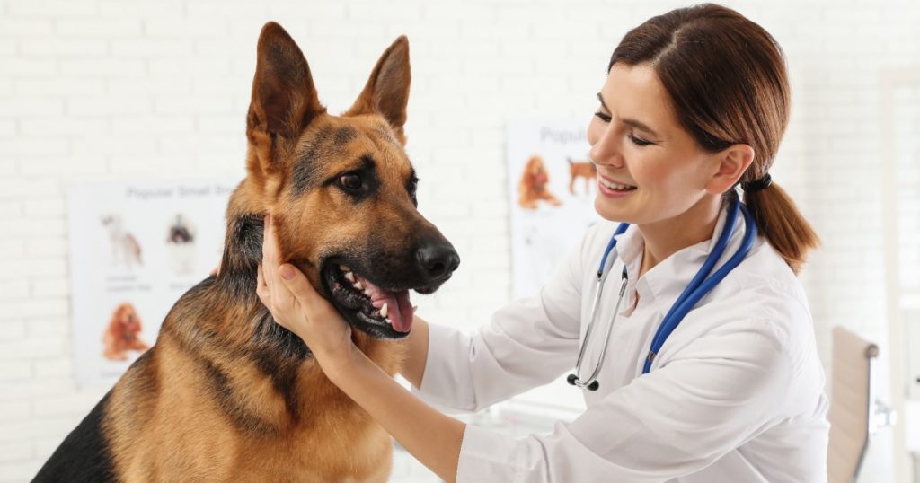 Pain Management For Your Dog PetlifeSA