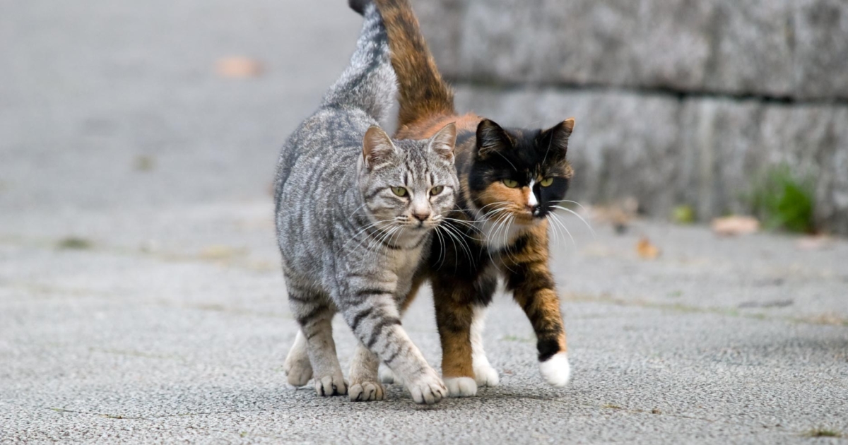 What You Need To Know About Feral Cats PetlifeSA