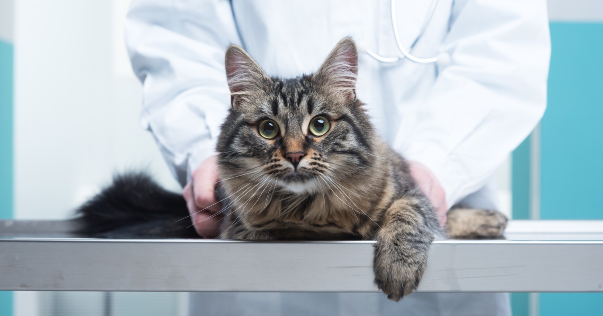 Diabetes In Cats Symptoms PetlifeSA