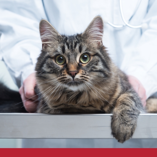 Read more about the article Diabetes In Cats: Symptoms