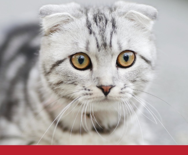 Read more about the article Facts About Your Cat’s Eyes