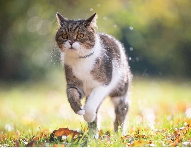 Read more about the article 10 Golden Rules To Kill Ticks & Fleas!
