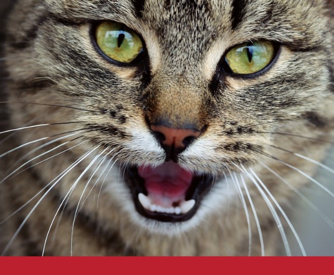 Read more about the article Recipe: Catnip Biscuits For Kitty